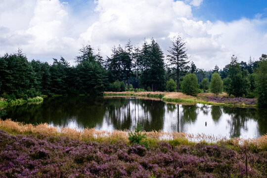 Pluizenmeer in Nature reserve, De Renderklippen, Heerde - Epe, Gelderland Province, THe Netherlands