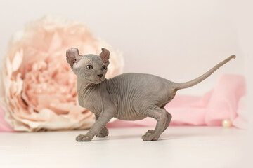 Elf cat kitten on white and pink background