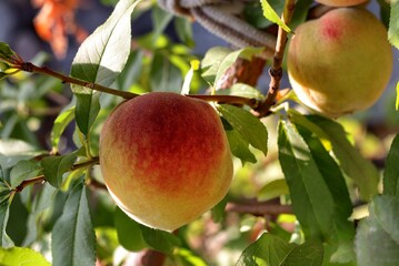 Close-up of peaches on a tree