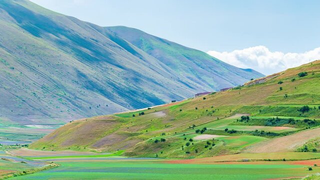 PAN: blooming cultivated fields, famous colourful flowering plain in the Apennines, Castelluccio di Norcia highlands, Italy. Agriculture of lentil crops, red poppies and blue cornflowers