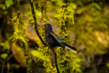 Violet sabrewing hummingbird