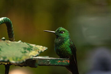 Green Humming bird