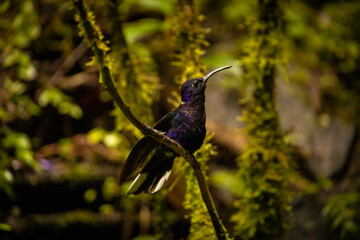 Violet sabrewing hummingbird