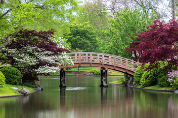 Fototapeta na wymiar Arching wooden bridge spans across the lake from shore to island, in Japanese garden. Vibrantly colored trees on the banks. Green trees in background. 
