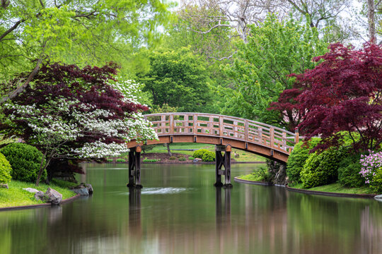Arching wooden bridge spans across the lake from shore to island, in Japanese garden. Vibrantly colored trees on the banks. Green trees in background.
