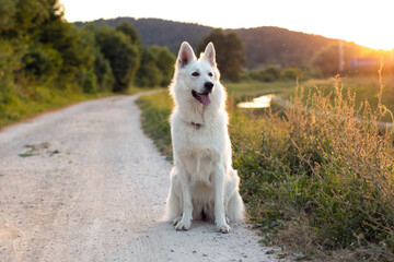 White Swiss Shepherd Dog outdoor portrait in nature.