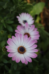 Obraz premium Line of flowers