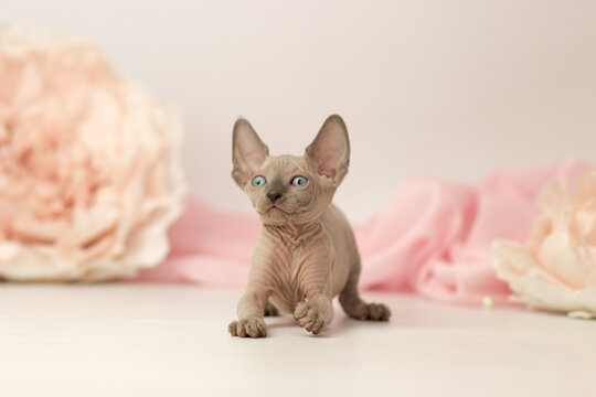 Elf cat kitten on white and pink background