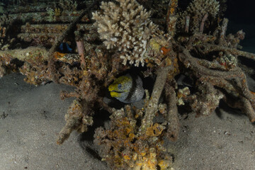 Moray eel Mooray lycodontis undulatus in the Red Sea, Eilat Israel
