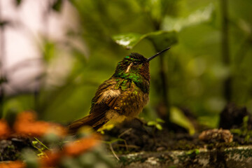 Green hummingbird © gerardo