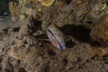 Fish swim in the Red Sea, colorful fish, Eilat Israel

