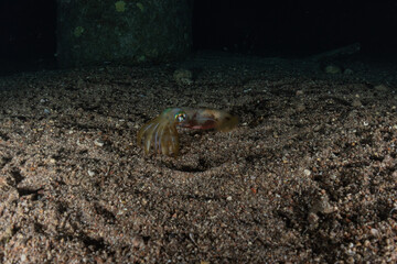 Squid in the Red Sea Colorful and beautiful, Eilat Israel
