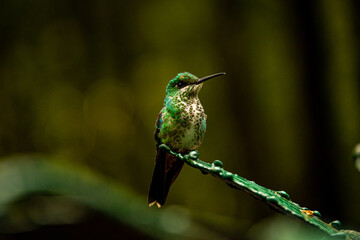 green hummingbird © gerardo