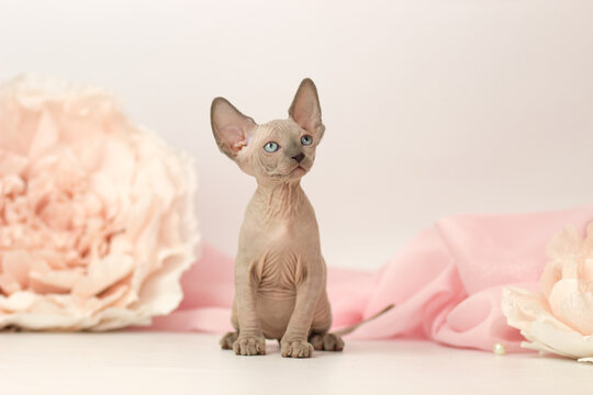 Elf cat kitten on white and pink background