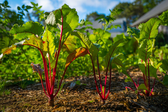 Beet plants with red stems and wide green leaves in the garden