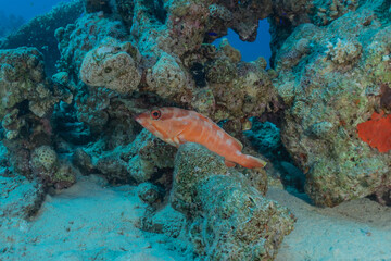 Fish swim in the Red Sea, colorful fish, Eilat Israel
