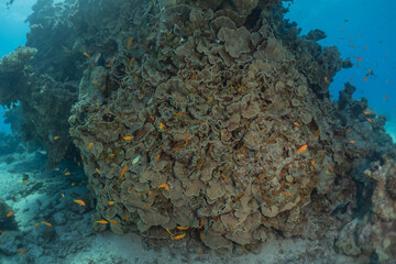 Coral reef and water plants in the Red Sea, Eilat Israel
