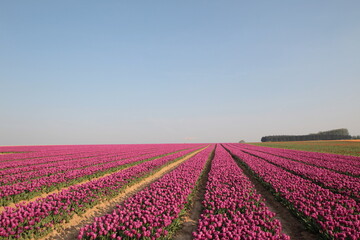 Champ de tulipes