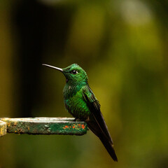 green hummingbird 