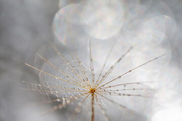 Macro shot of the dandelion with water drops on it. Living in a harmony.