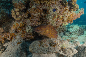 Moray eel Mooray lycodontis undulatus in the Red Sea, Eilat Israel

