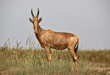 Topi in the Serengeti