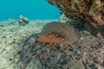 Fish swim in the Red Sea, colorful fish, Eilat Israel
