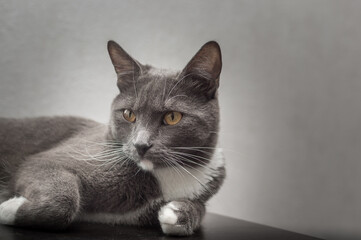 Portrait of a gray cat with yellow eyes on a gray background. Copy space