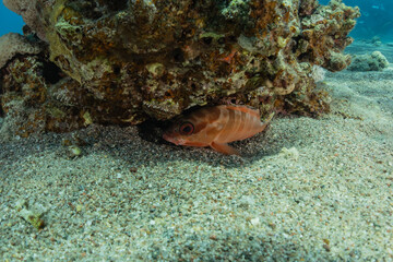 Fish swim in the Red Sea, colorful fish, Eilat Israel
