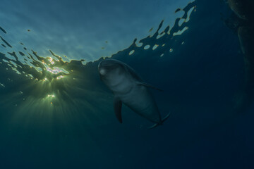 Fototapeta premium Dolphin swimming in the Red Sea, Eilat Israel 