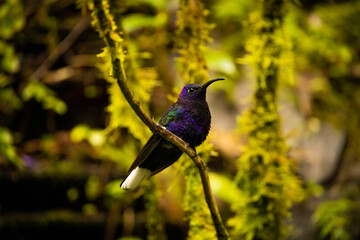 Violet sabrewing hummingbird