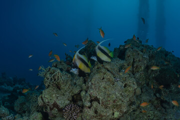 Fish swim in the Red Sea, colorful fish, Eilat Israel
