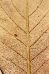 close up of leaf