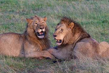 Brothers dining together two male lions feasting on their kill