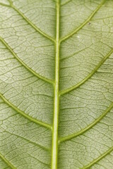 green leaf texture
