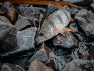 Perch bait. Perch caught spinning from the shore