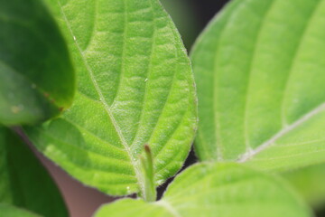 Green fresg grass and color full flowers