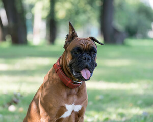 portrait of a German boxer dog on the background of a forest