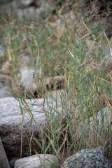 Naklejka na ściany i meble rocks and grass close - up background