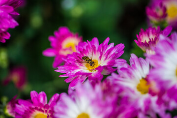 Obraz premium A close up macro shot of a bee landing on a pink and yellow flower