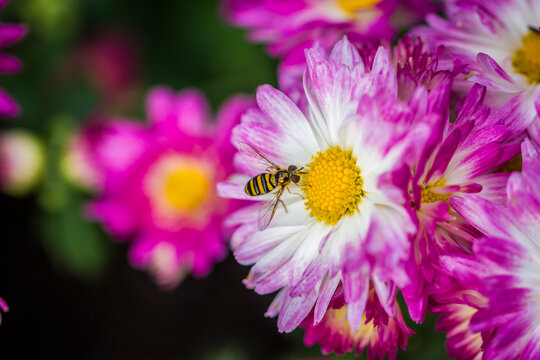 A close up macro shot of a bee landing on a pink and yellow flower