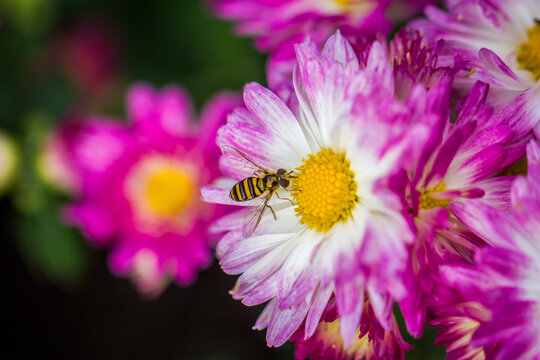 A close up macro shot of a bee landing on a pink and yellow flower