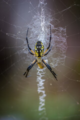 A close up of a long spider on its web