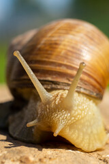 Large snail close-up. Macro photography