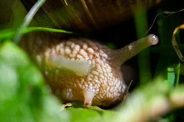 Large snail close-up. Macro photography