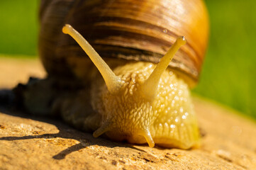 Large snail close-up. Macro photography