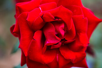 A close up of a bright red flower