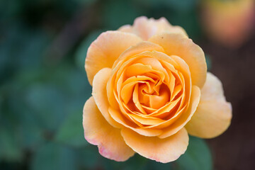 A close up of a bright orange and yellow flower