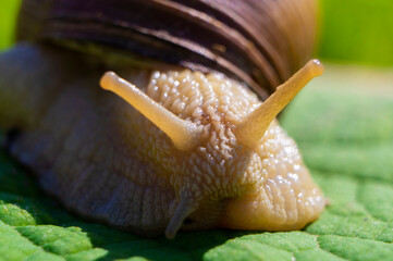 Large snail close-up. Macro photography