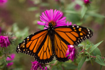 Fototapeta na wymiar A bright orange butterfly lands on pink and orange flowers with its wings spread